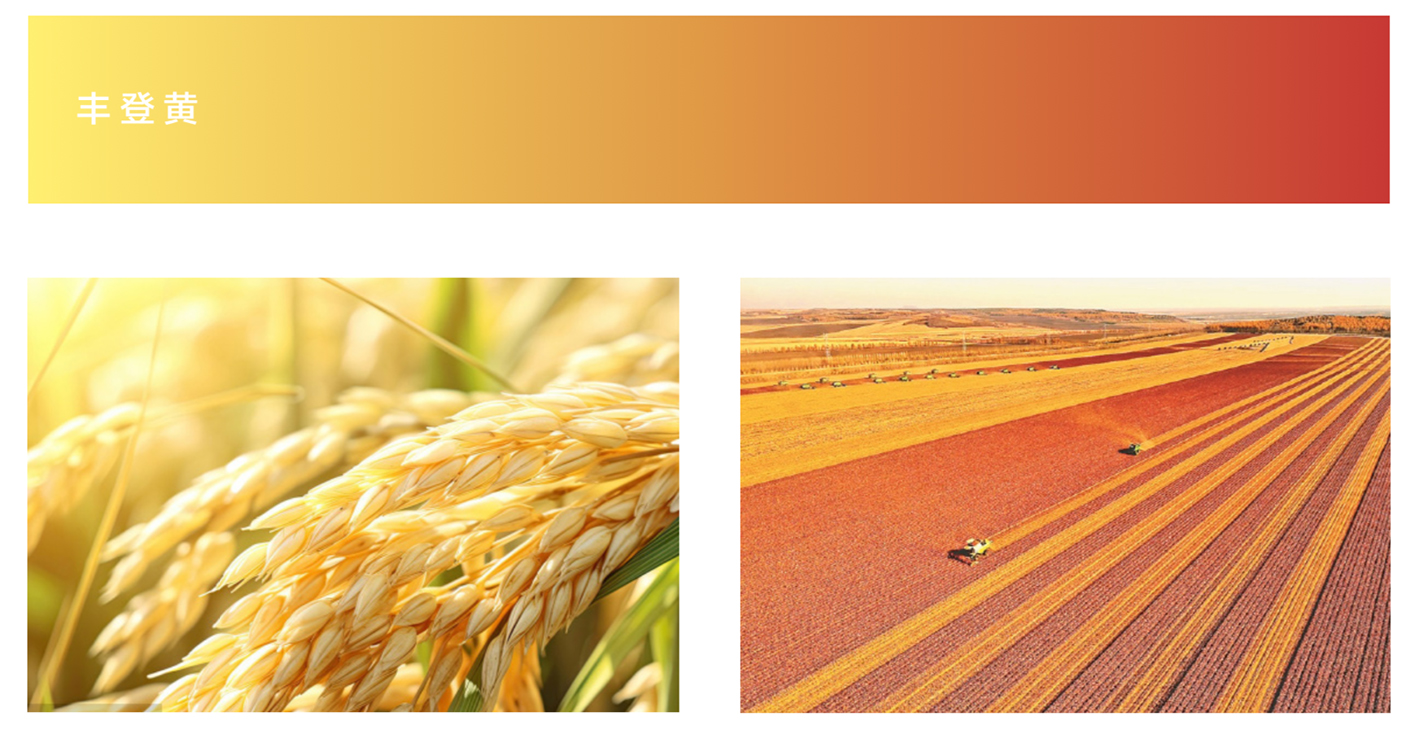 20250208-亚冬会视觉设计-美术学院-主题色系丰收黄.jpg