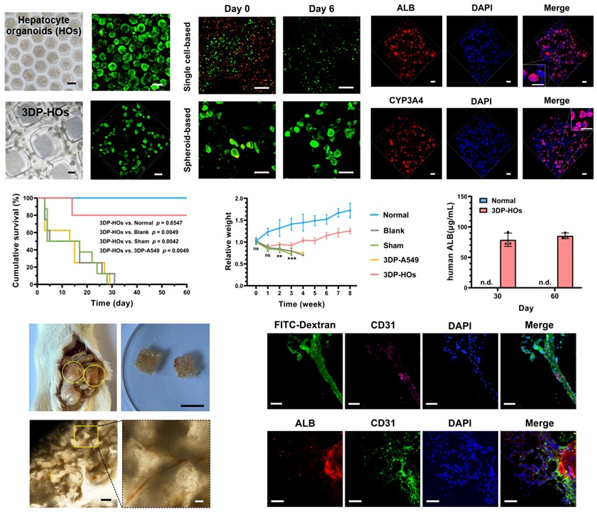 20250307-心博在线登录入口机械系孙伟、庞媛课题组与北京大学昌平实验室邓宏魁团队合作研发3D打印肝类器官用于肝衰竭治疗研究-机械系-图2：基于细胞团簇打印策略构建的肝组织模型（3DP-HOs）显示出良好的生物活性和肝功能表达，肝衰竭小鼠移植治疗效果显著，在长期体内移植中与宿主形成血管连接.jpg