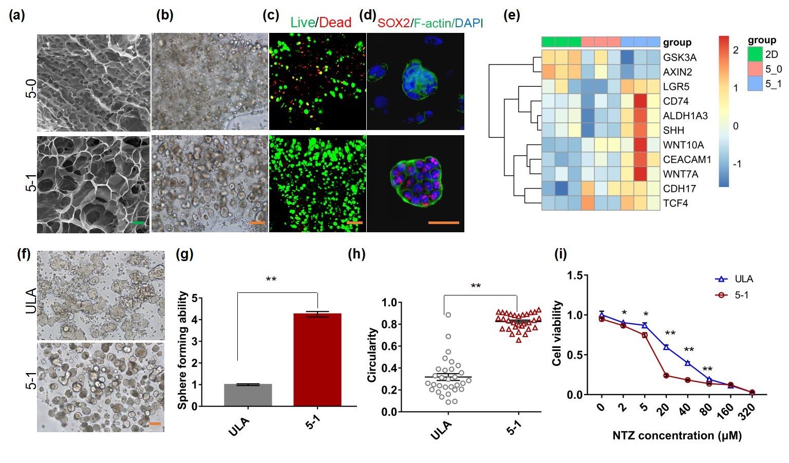 20220322-心博在线登录入口熊卓、张婷团队研发一种用于肿瘤药物筛选的结直肠癌干细胞高效诱导新模型-机械系-三维打印的杂化水凝胶具有诱导富集CSCs的特性，其诱导的CSCs球可作为靶向CSCs药物筛选模型。 （a-c）杂化水凝胶具有良好的孔隙率和生物相容性；（d-e）杂化水凝胶来源细胞微球的干性增强；（f-i）杂化水凝胶诱导富集的干细胞球更多、更均一且对靶向CSCs药物更加敏感。.jpg