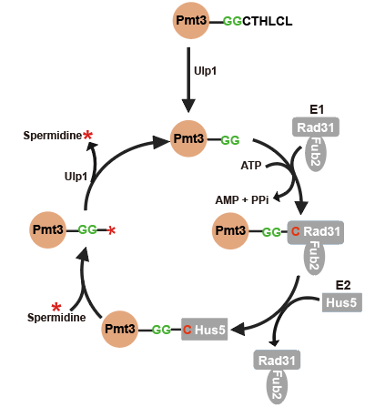 20250609-MCP -董梦秋-2. SUMO修饰亚精胺(Spermidine)的分子机制模型.png