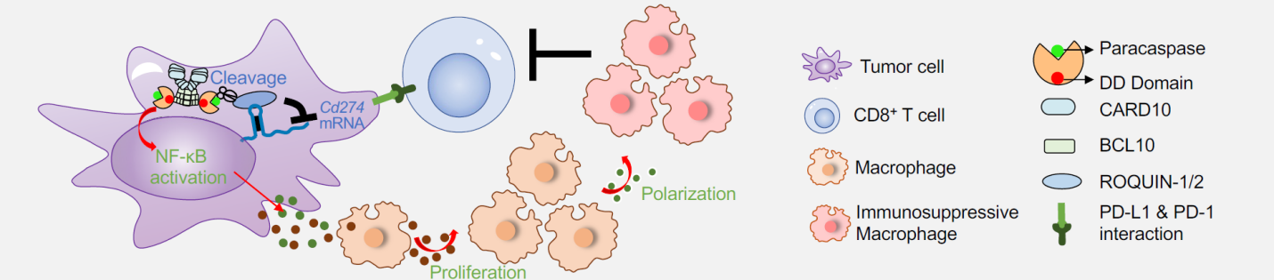 20250312-MALT1工作模式图-图片摘自Nature Cancer发表论文-郑撼球实验室供图.png