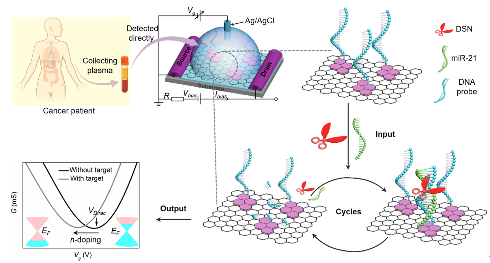 20241014-DSN辅助的原子层晶体管用于快速灵敏现场检测miRNA原理示意图-材料学院-图1.png