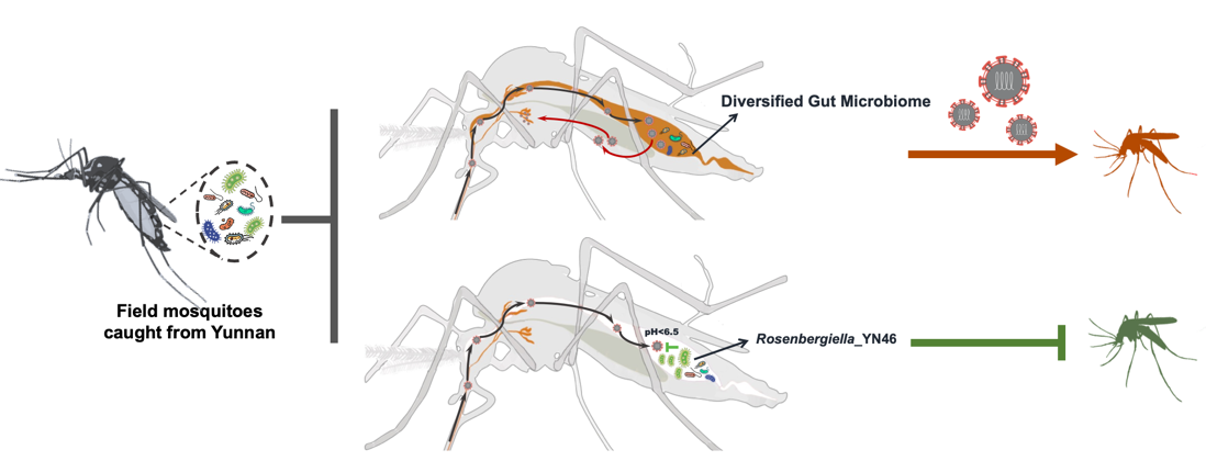 20240419- Rosenbergiella_YN46菌通过分泌RyGDH因子重塑蚊虫肠道微环境,抑制吸血蚊虫感染并传播病毒-程功-科研成果.png