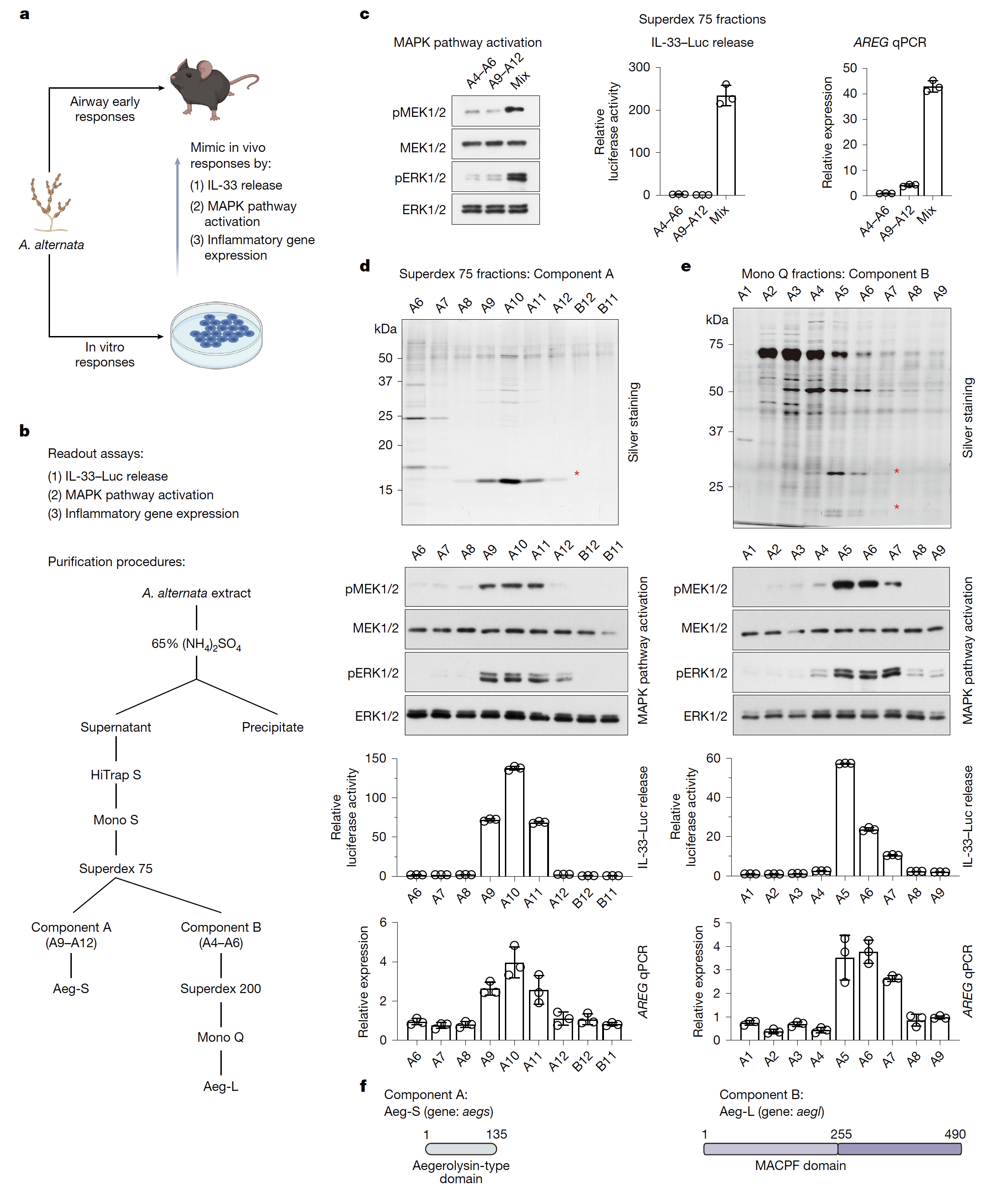 20250731-Nature -徐墨-1. Aeg-S 与 Aeg-L 是链格孢菌(A. alternata)的核心免疫激活成分的鉴定.png