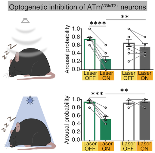 20230808-听- ATm神经元活动对感觉刺激诱发的大脑觉醒有显著贡献-科研成果.png